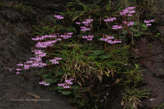 Impatiens scapiflora